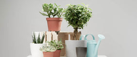 All Potted Plants Gifts Delivered to Canada 