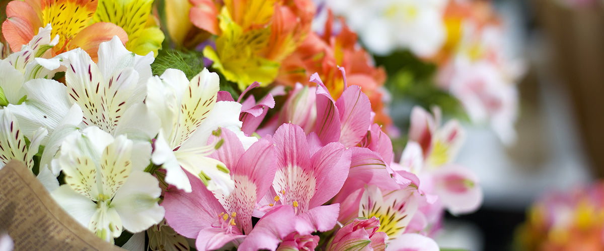 Alstroemeria
