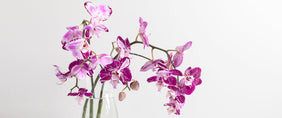 Orchid Flower Gifts Delivered to Canada