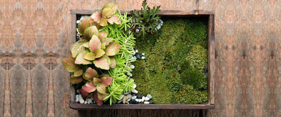 Terrariums
