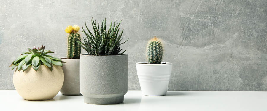 Potted Plants
