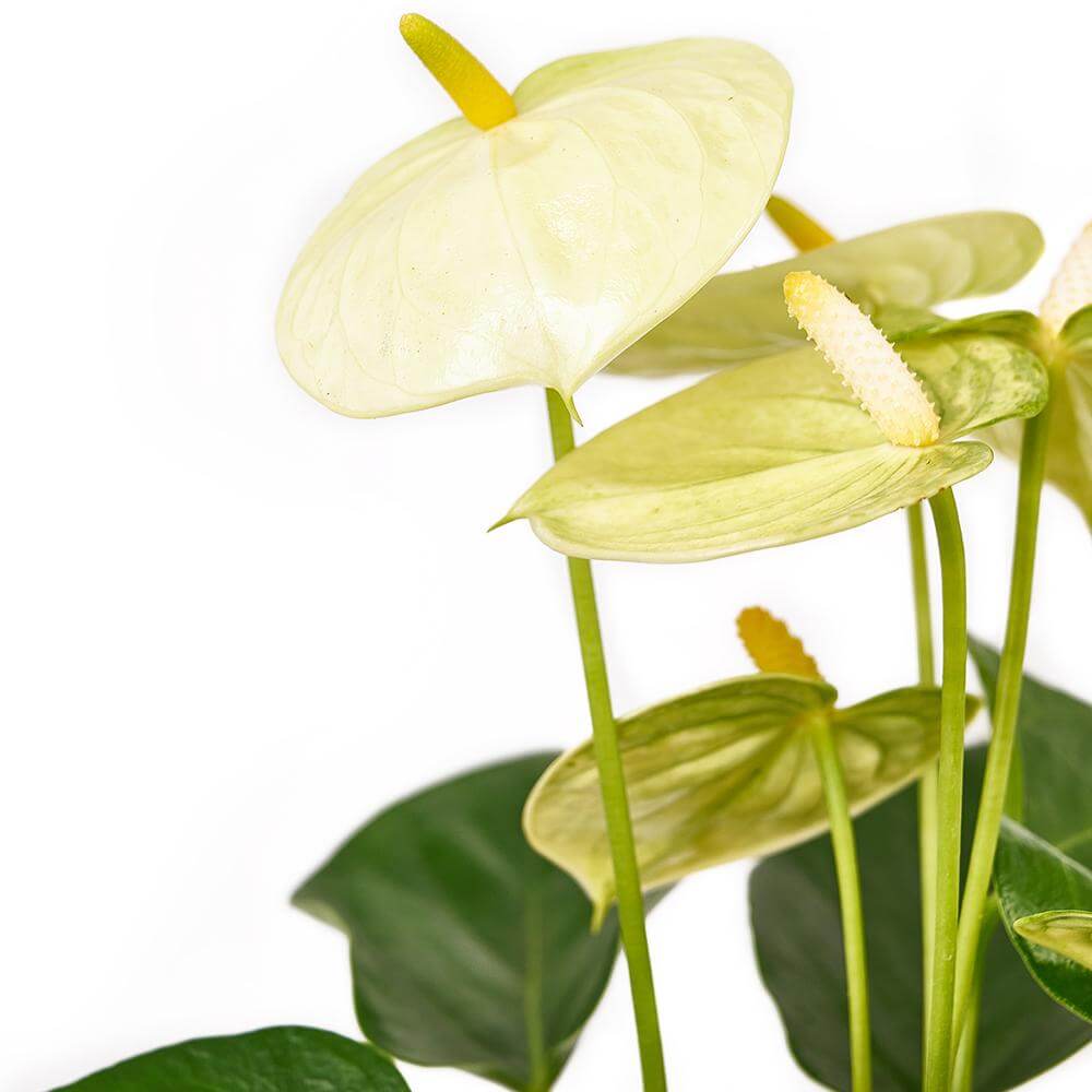 Admiration & Love Flower & Chocolate - Heart & Thorn - Canada Flower delivery