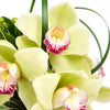 Delicate Pastel Orchid Floral Gift - Heart & Thorn - Canada flower delivery