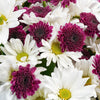 First Whisper of Spring Daisy Bouquet - Heart & Thorn - Canada flower delivery