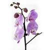 Floral Treasures Exotic Orchid Plant - Heart & Thorn - Canada flower delivery