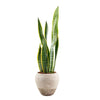 Golden Edged Sansevieria - Heart & Thorn - Canada Plant Delivery