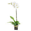 Valentine's Day Pearly Essence White Orchid - Heart & Thorn - Canada flower delivery