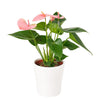Wild & Free Anthurium - Heart & Thorn - Canada flower delivery