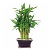 Emerald Miracle Bamboo Plant