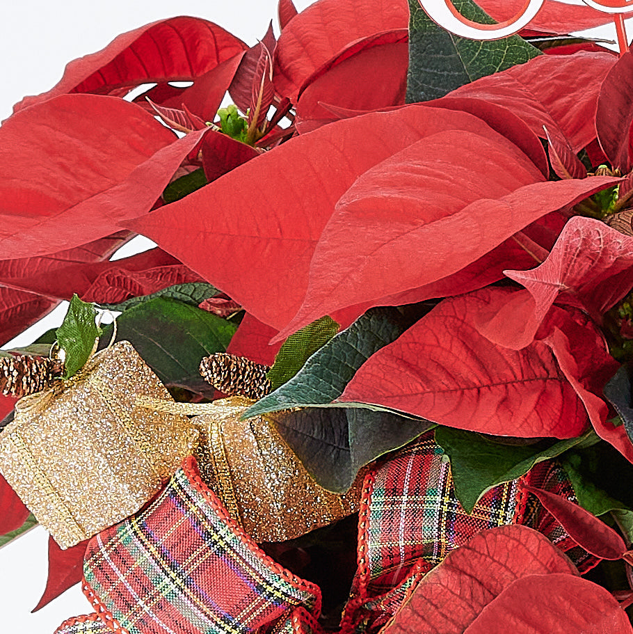 christmas, holiday, Mix Floral Arrangement, Floral Arrangement, Set 24039-2021, holiday arrangement delivery, delivery holiday arrangement, christmas flowers canada, canada christmas flowers, Canada