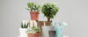 All Potted Plants