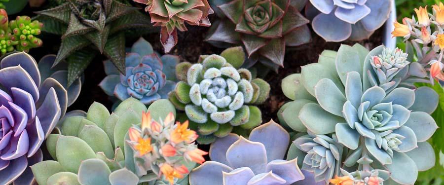 Cacti & Succulents