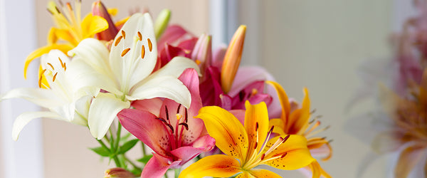 Lilies Gifts Delivered to Canada