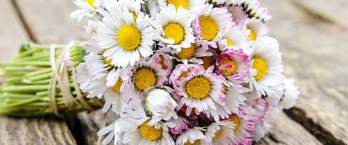 Daisies