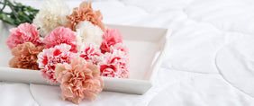 Carnation Gifts Delivered to Canada