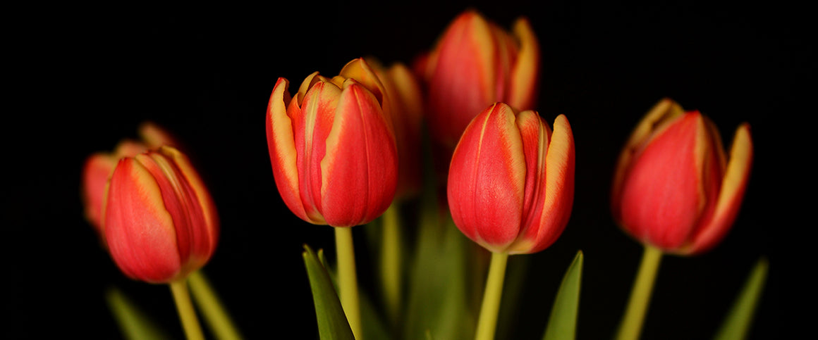 Line or Japanese Arrangement