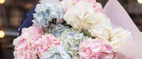 Hydrangea Flower Gifts Delivered to Canada