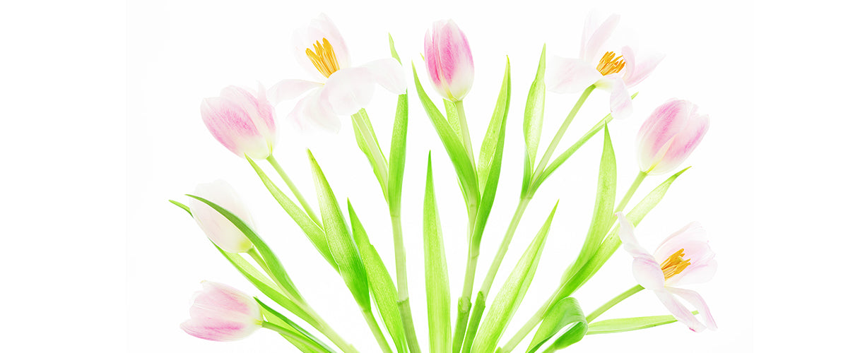 Fan Shaped Arrangement