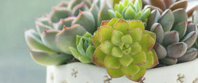 Succulent Plant Gifts Delivered to Canada 