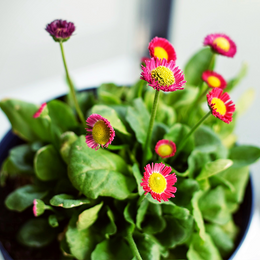 flowering plants flower subscription