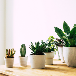 succulents and cacti flower subscription