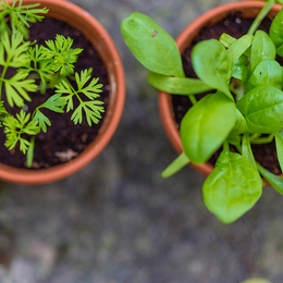 herbs flower subscription