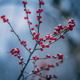 seasonal flower subscription