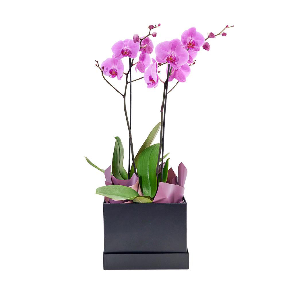 Perfect In Pink Exotic Orchid Plant