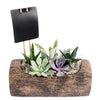 Natural Log Succulent Arrangement