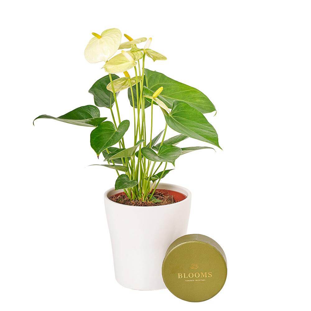 Admiration &amp; Love Flower &amp; Chocolate - Heart &amp; Thorn - Canada Flower delivery