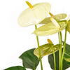 Admiration & Love Flower & Chocolate - Heart & Thorn - Canada Flower delivery