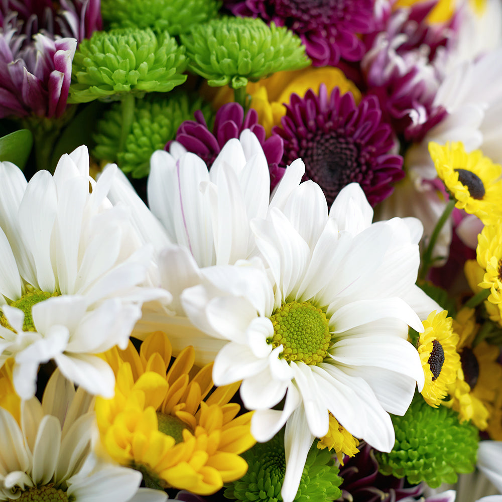 Multi-coloured mixed daisy bouquet. Same Day Canada Delivery.