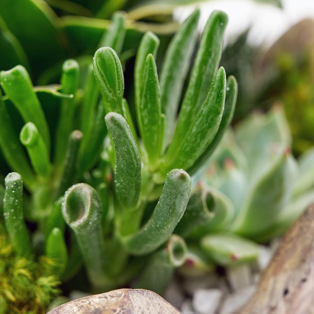 Bright Days Succulent Arrangement - Heart & Thorn - Canada plant delivery