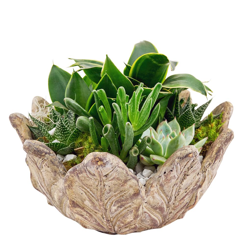 Bright Days Succulent Arrangement - Heart & Thorn - Canada plant delivery