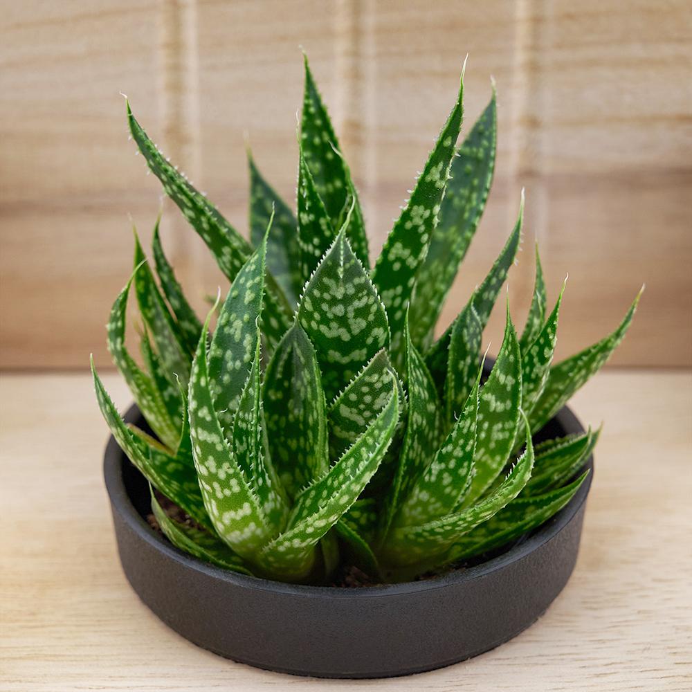 Butterfly Planter Chair Arrangement - Heart & Thorn - Canada plant delivery