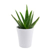 Calm Recollections Aloe Vera Plant - Heart & Thorn - Canada plant delivery