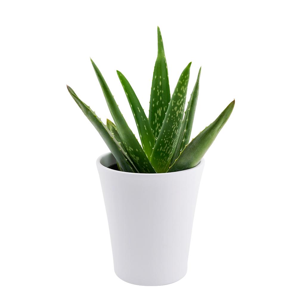 Calm Recollections Aloe Vera Plant - Heart &amp; Thorn - Canada plant delivery