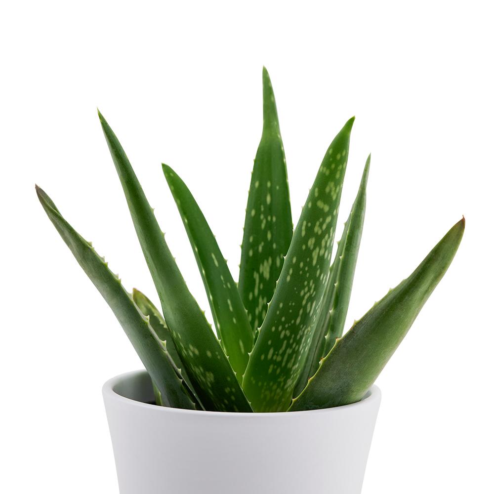 Calm Recollections Aloe Vera Plant - Heart & Thorn - Canada plant delivery