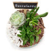 Circle of Life Succulent Terrarium - Heart & Thorn - Canada plant delivery