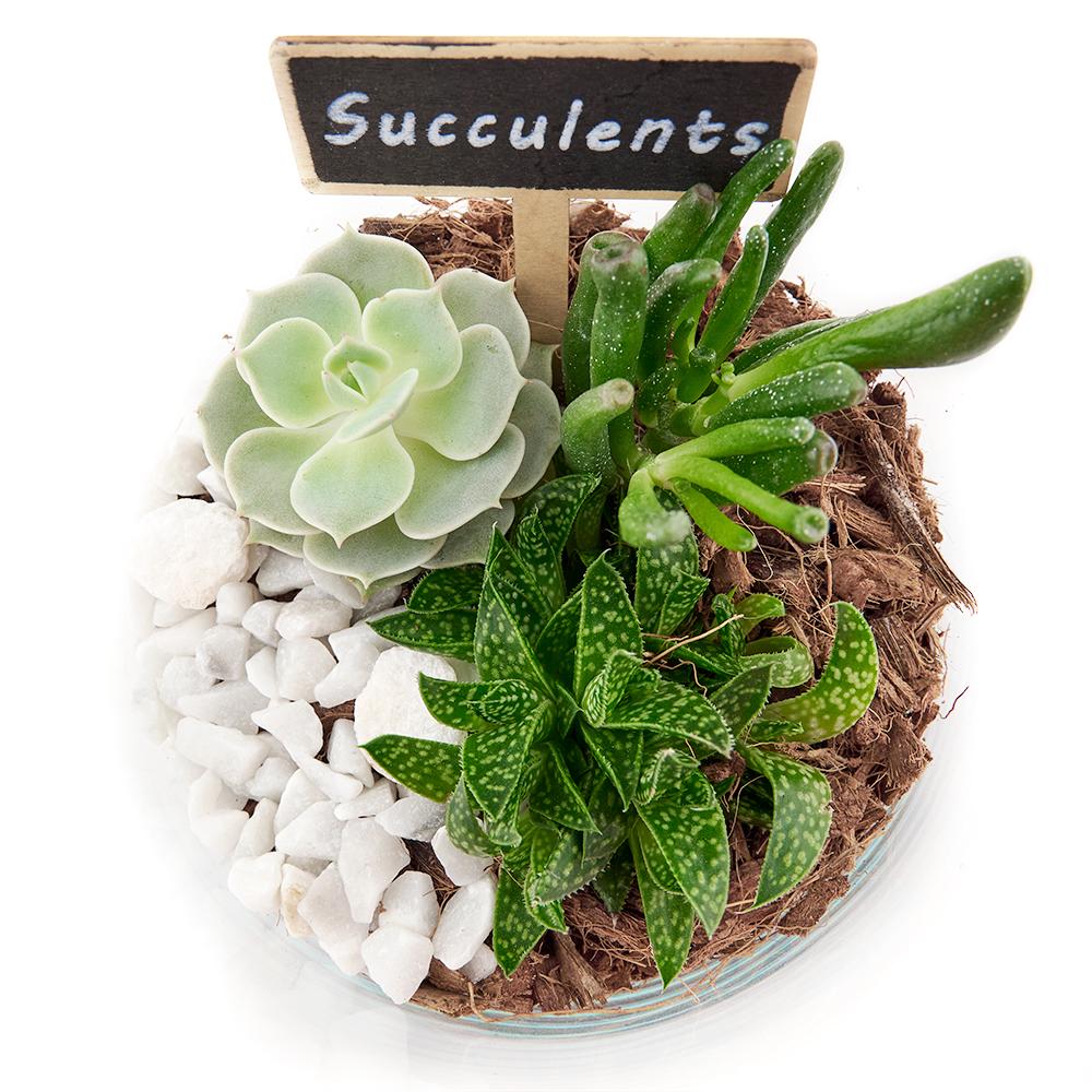 Circle of Life Succulent Terrarium - Heart &amp; Thorn - Canada plant delivery
