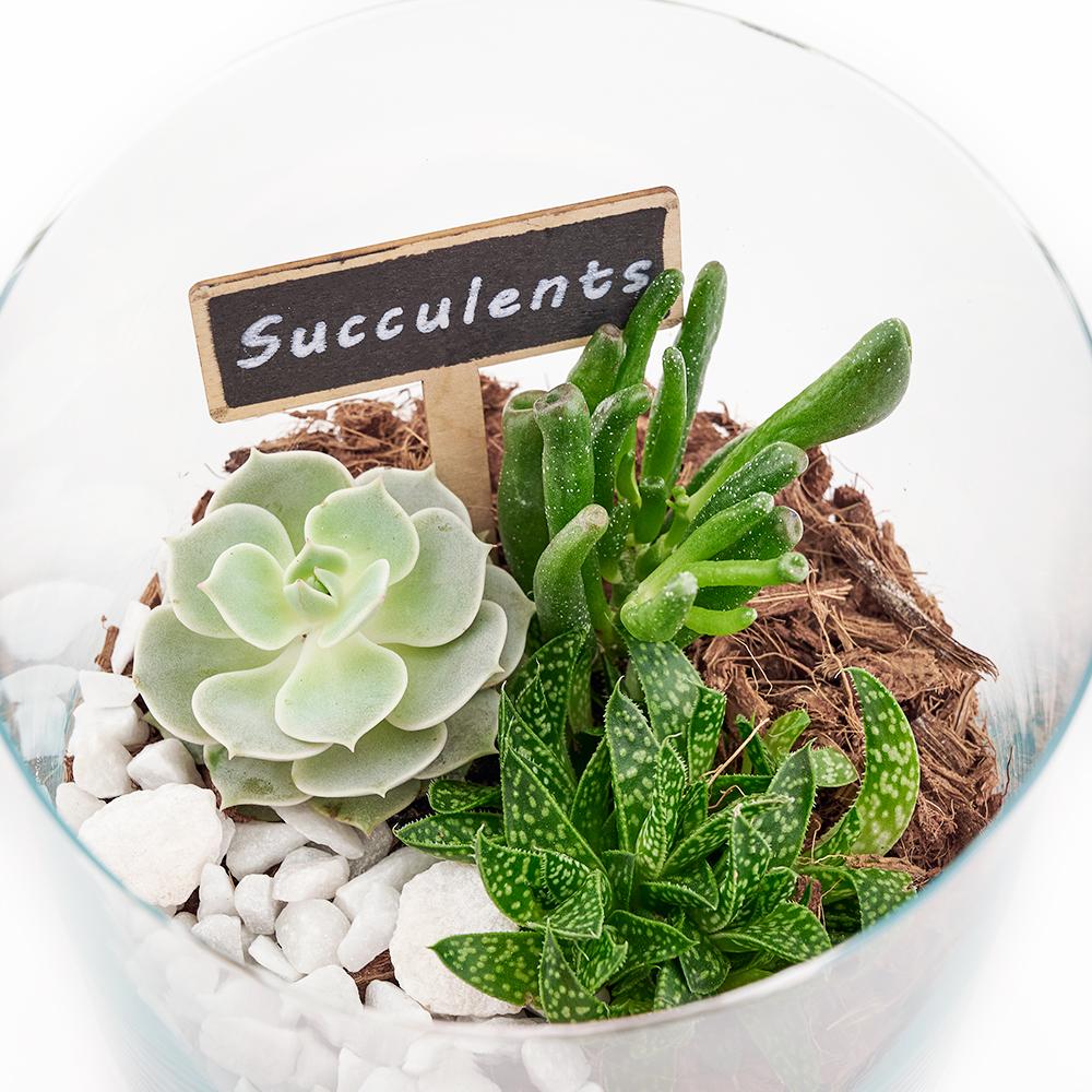 Circle of Life Succulent Terrarium - Heart &amp; Thorn - Canada plant delivery
