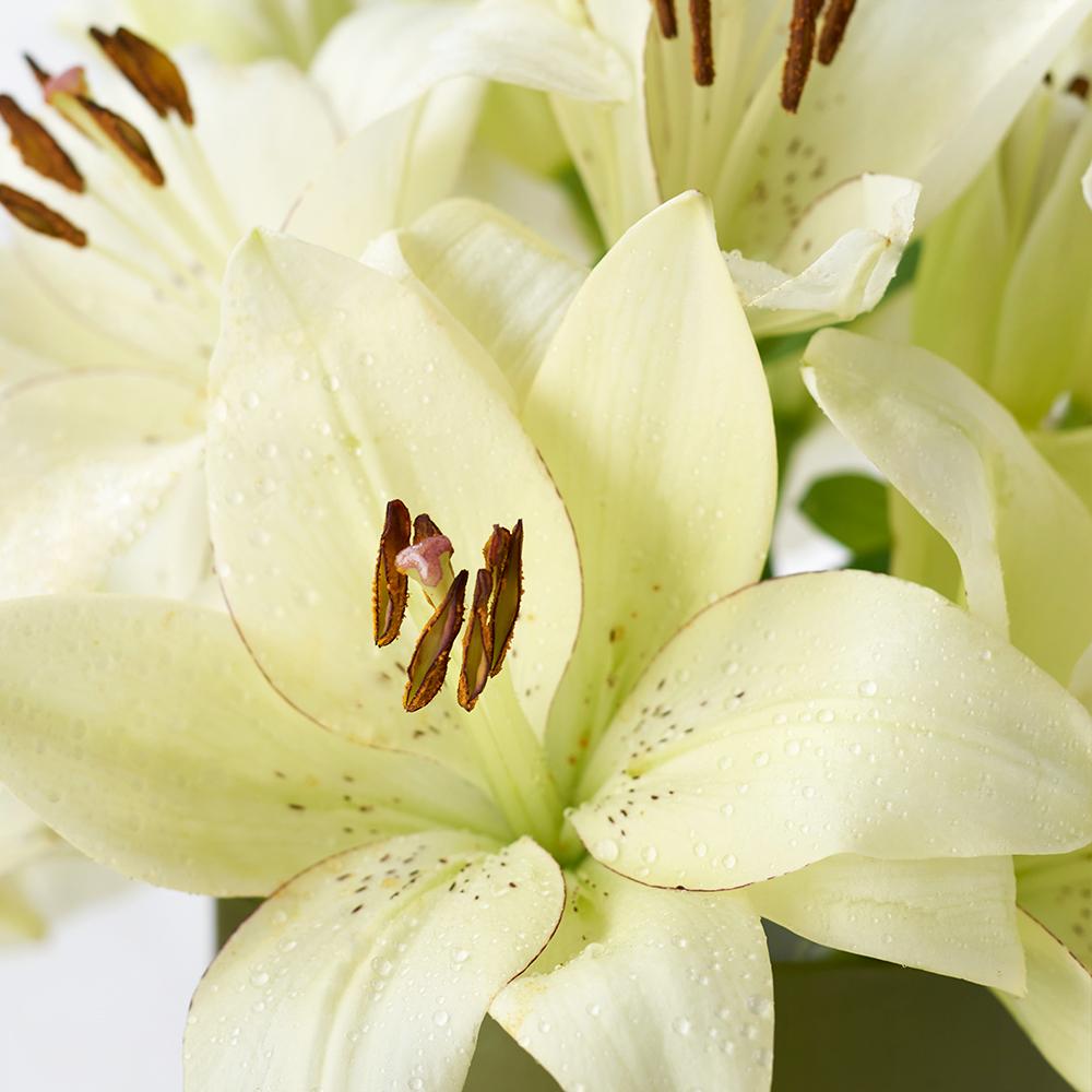 Cornsilk Surprise Lilies Box Arrangement - Heart &amp; Thorn - Canada flower delivery