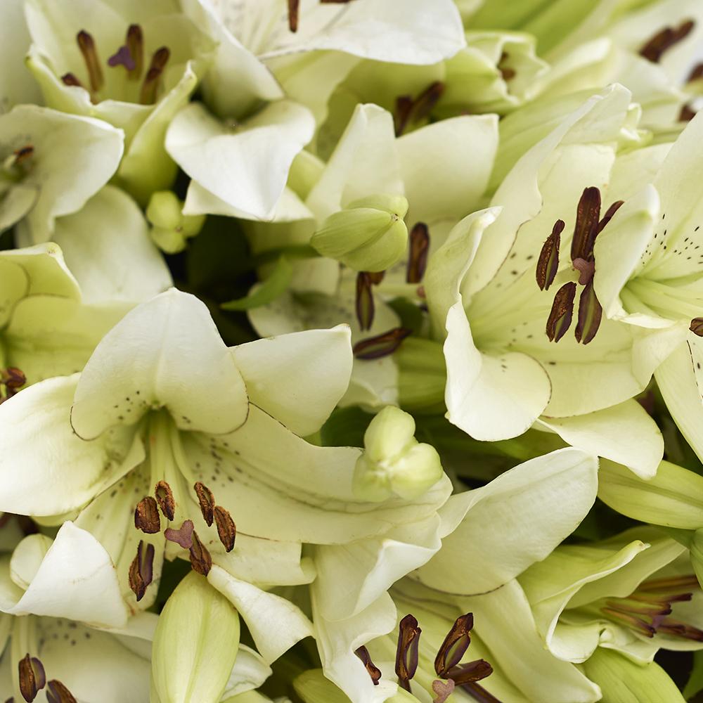 Crisp Snow Lily Bouquet - Heart &amp; Thorn - Canada Flower Delivery
