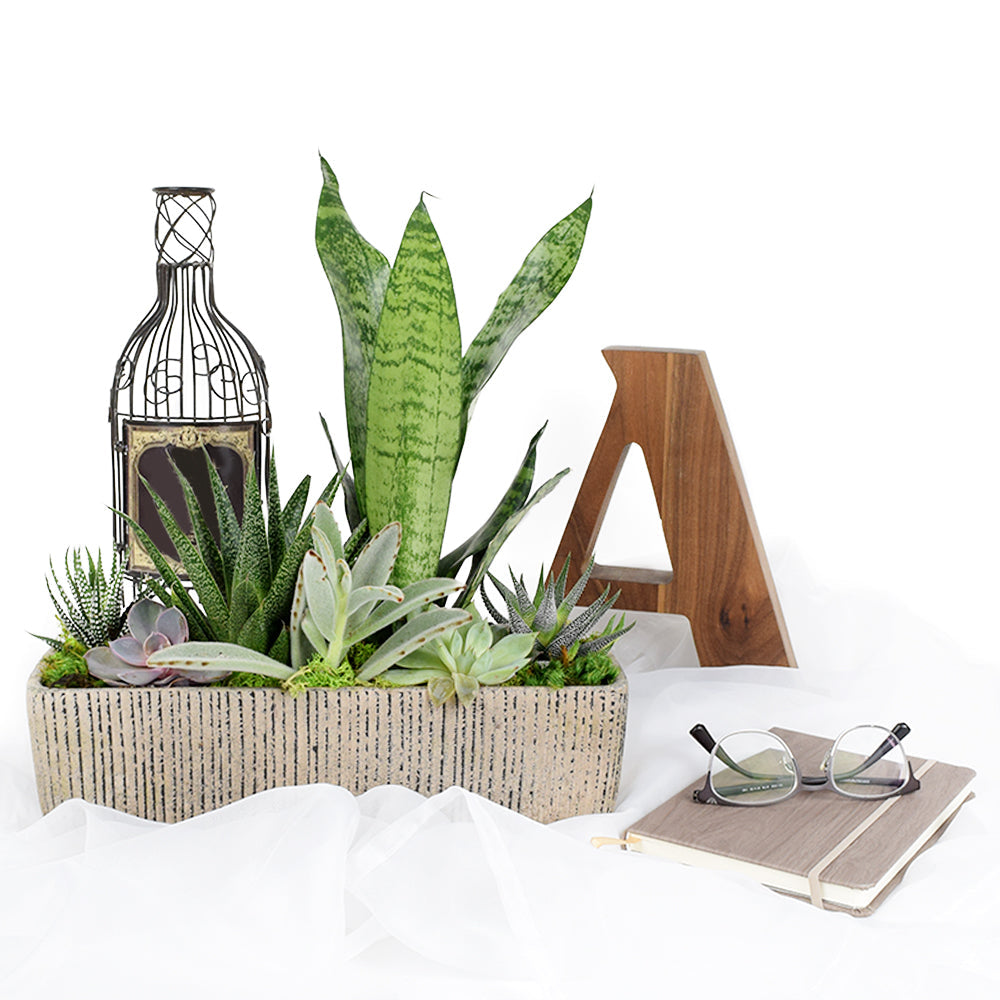 Indoor Succulent Garden