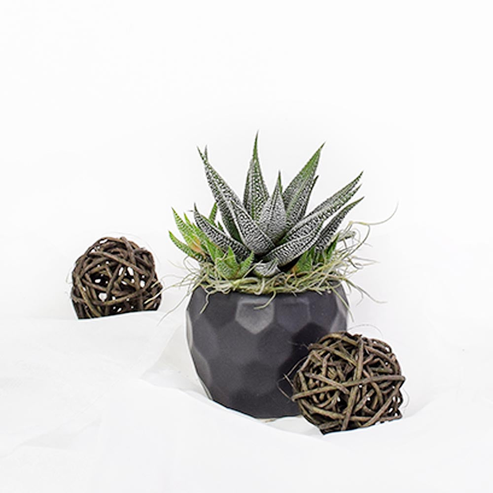 Petite Potted Succulent, floral gift baskets, gift baskets, succulent gift baskets