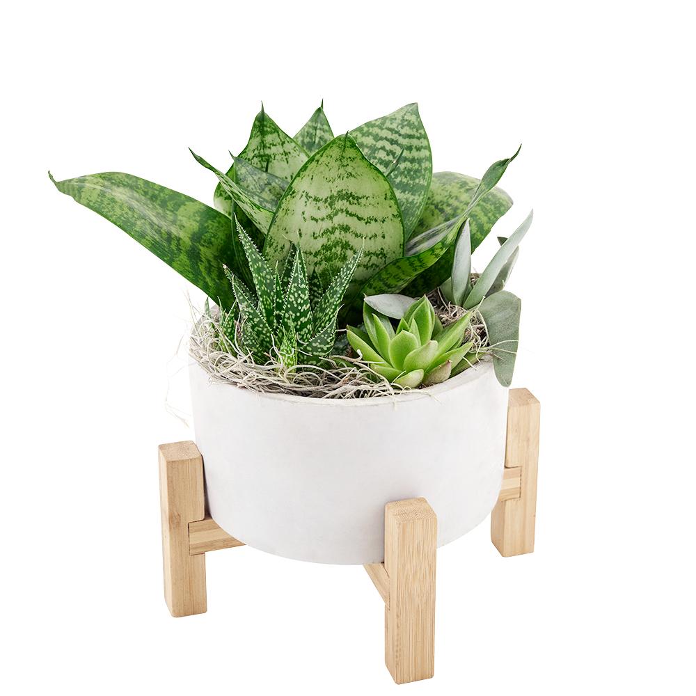 Desert Rose Succulent Arrangement - Heart &amp; Thorn - Canada plant delivery
