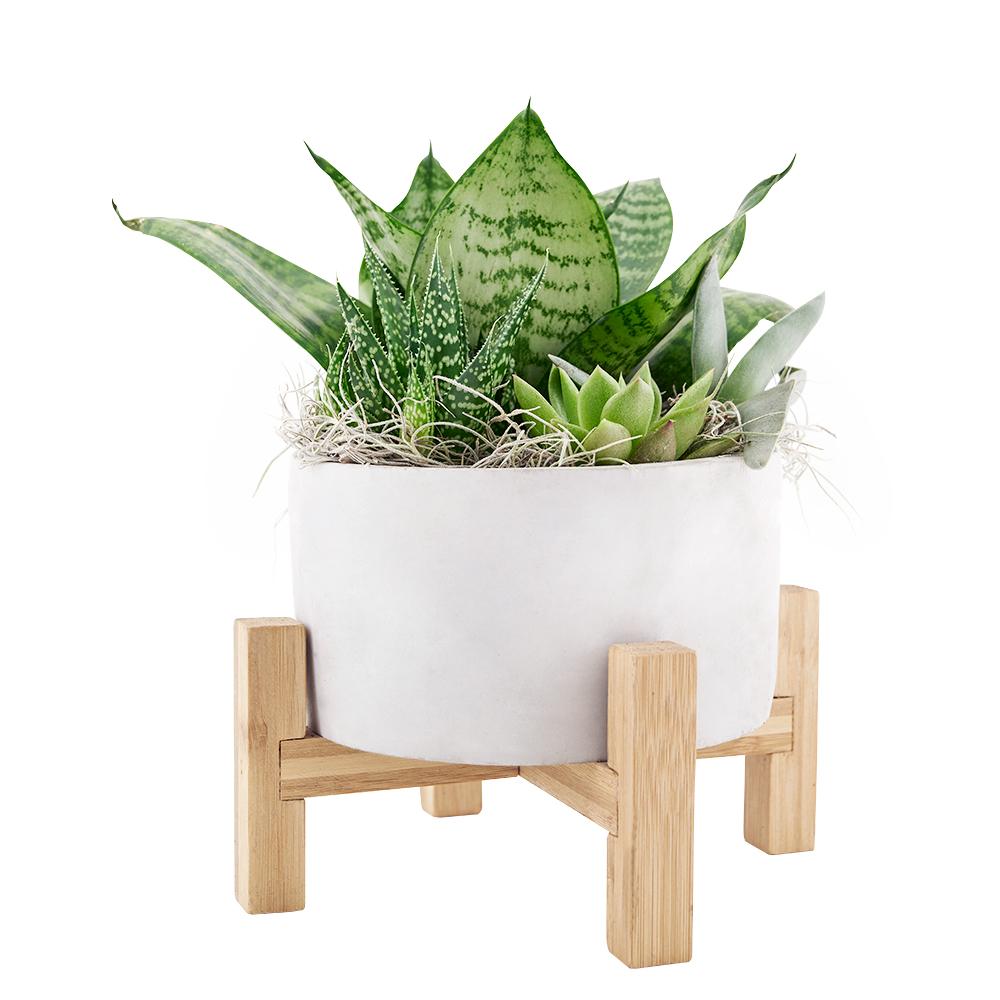 Desert Rose Succulent Arrangement - Heart & Thorn - Canada plant delivery