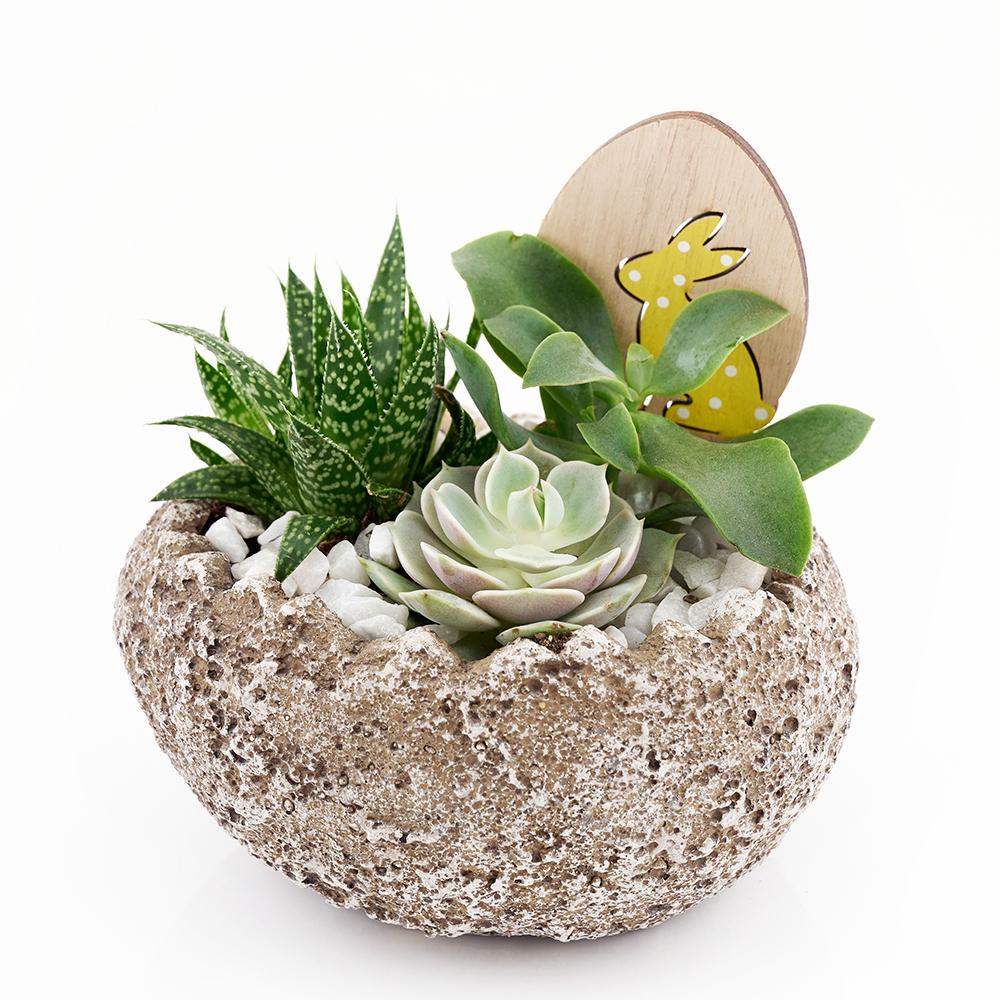Easter Egg Rock Succulent - Heart &amp; Thorn - Canada plant delivery