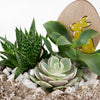Easter Egg Rock Succulent - Heart & Thorn - Canada plant delivery