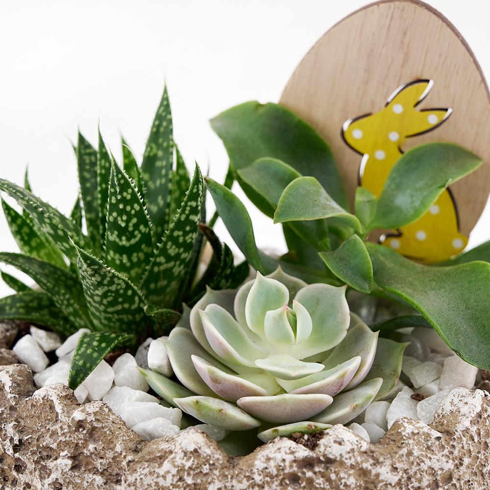 Easter Egg Rock Succulent - Heart &amp; Thorn - Canada plant delivery
